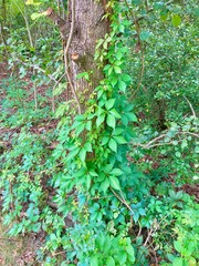 Vine on tree 