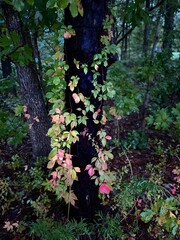 Fairy tree with vines 