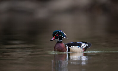 A wood duck in a creek