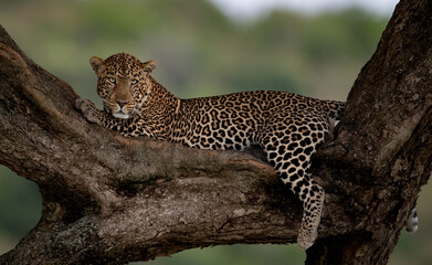 A leopard in a tree in Africa 