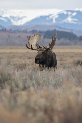 A Moose in Grand Teton National Park