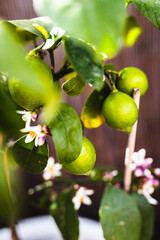 lemon tree with lemons and white flowers in white pot, summery mediterranean look and shallow depth of field