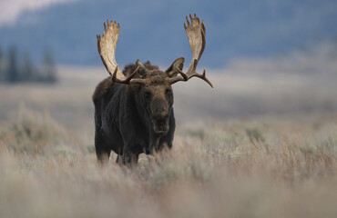 A Moose in Grand Teton National Park