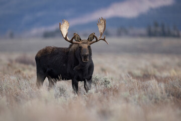 A Moose in Grand Teton National Park