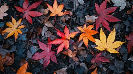 Autumn Leaf Patterns