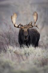 A Moose in Grant Teton National Park