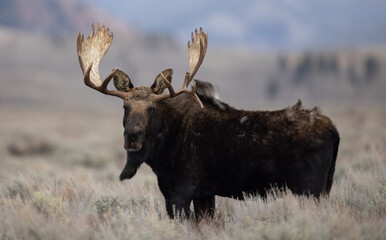 A Moose in Grand Teton National Park