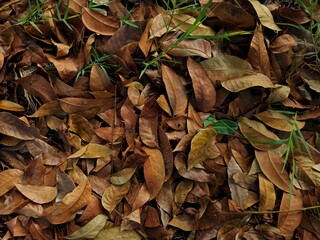 background of dry leaves