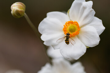 シュウメイギクとハナアブ