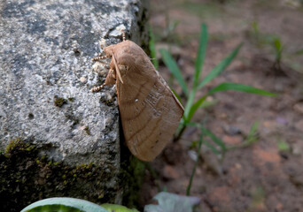 Lappet Moth (Kunugia cf. latipennis, Lasiocampidae), Moth, clinging to the cement floor