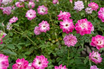 可愛らしい小さなピンクのバラ　秋バラ