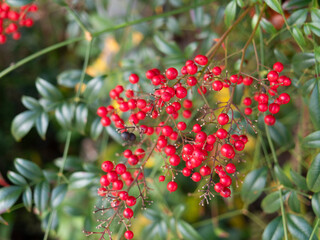 赤く熟した南天の実