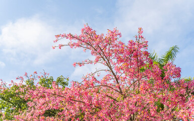 pink silk floss tree flower in garden