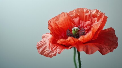 Single red poppy with slightly ruffled petals prominently displayed against pure white background emphasizing vibrant hue and simplicity. Floral minimalism concept