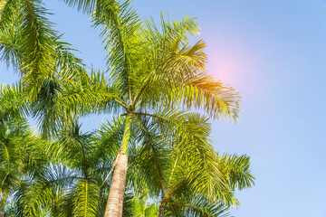 Fototapeta premium green palm leaf in sunlight with blue sky