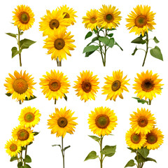 Sunflowers collection isolated on white background. Flat lay, top view