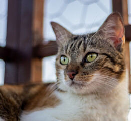 portrait of a cute cat on the roof on the house