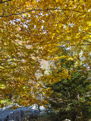 Autumn panorama of Vitosha Mountain, Bulgaria