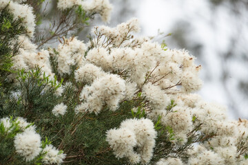 Melaleuca linariifolia, Australian Native Planting, NSW