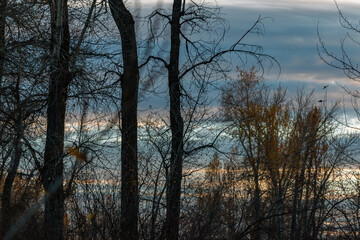 Fall trees with sunset