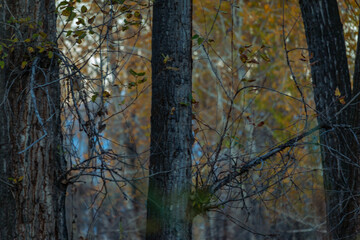 Montana autumn forest foliage