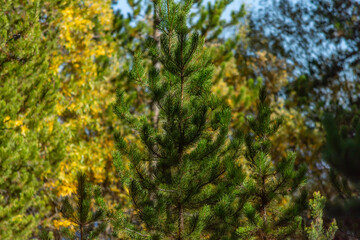 Fototapeta premium Montana autumn forest foliage