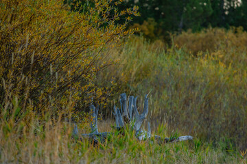 Montana autumn forest foliage