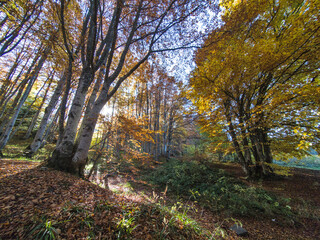 Autumn panorama of Vitosha Mountain, Bulgaria