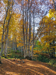 Autumn panorama of Vitosha Mountain, Bulgaria