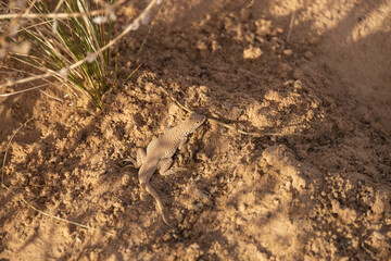 Lizard in the sand