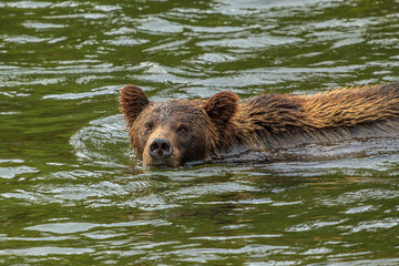 Grizzly Bear Swimming in a River