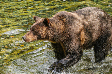 Grizzly Bear Wading in a Creek