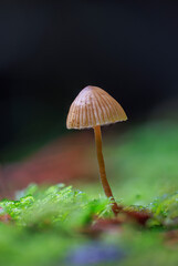 Brown Bonnet Mushroom