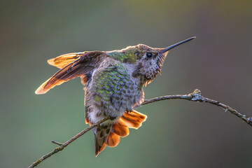 Anna's Hummingbird Stretching