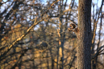 Grey Squirrel Munches a Nut In A Tree At First Light