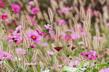 コスモスとエノコログサ