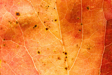Obraz premium 秋・紅葉して赤く染まった木の落ち葉のアップ・マクロ撮影 季節のテクスチャー背景 葉の葉脈汚れシミ 自然の質感