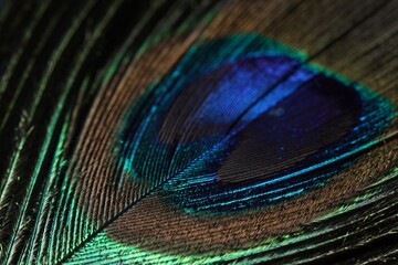Fototapeta premium Beautiful bright peacock feather on dark background, macro view