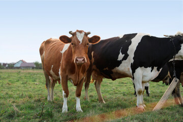 Beautiful cows grazing on green grass outdoors