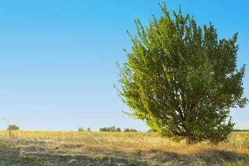 Obraz premium Tree with green leaves growing in field