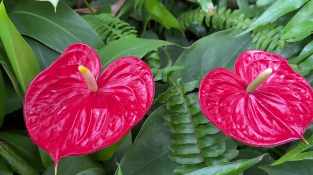  Red anthurium flower blooming in greenhouse