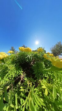 Vertical video. A close-up view from within the flowerbed, looking up at vibrant yellow flowers against the bright sun, with lush green leaves filling the scene, creating an immersive and dynamic pers