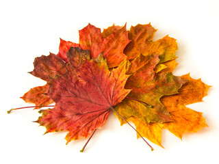 Vibrant arrangement of autumn-colored maple leaves on a white background, showcasing the warm hues of fall