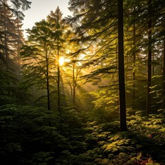 Obraz premium sunrise through the misty green forest trees with golden light rays
