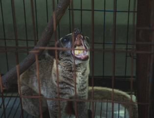 Civet in Cage