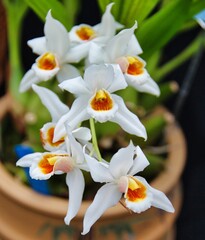 Obraz premium Lovely White Orchid Hybrid Coelogyne Joel Strandberg in Bloom.