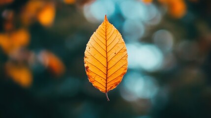 Obraz premium A Single Autumn Leaf