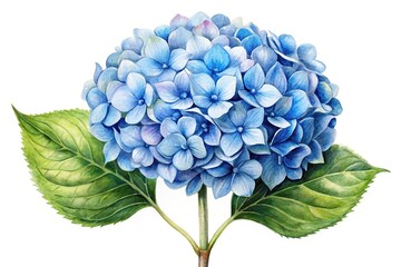 watercolor painting of blue hydrangea isolated on white background Macro