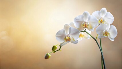 white phalaenopsis orchid on pastel background