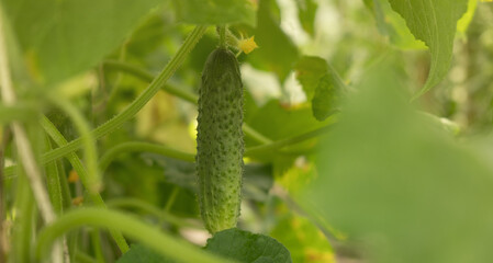 Abundant cucumber harvest growing on a vibrant open plantation under the warm summer sun